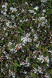 Black Nanking Cherry (Prunus tomentosa 'Nigra') at Creekside Home & Garden
