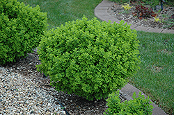 Globe Peashrub (Caragana frutex 'Globosa') at Creekside Home & Garden