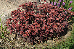Purple Emperor Stonecrop (Sedum 'Purple Emperor') at Creekside Home & Garden