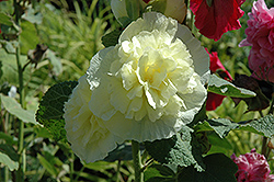 Chater's Double Yellow Hollyhock (Alcea rosea 'Chater's Double Yellow') at Creekside Home & Garden