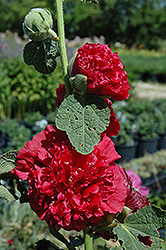 Chater's Double Red Hollyhock (Alcea rosea 'Chater's Double Red') at Creekside Home & Garden