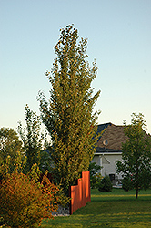 Tower Poplar (Populus x canescens 'Tower') at Creekside Home & Garden