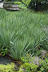 Adam's Needle (Yucca filamentosa) at Creekside Home & Garden