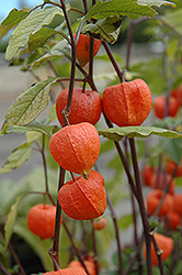 Chinese Lantern (Physalis franchetii) at Creekside Home & Garden