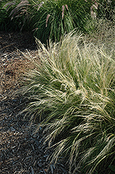 Pony Tails Mexican Feather Grass (Stipa tenuissima 'Pony Tails') at Creekside Home & Garden