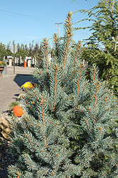 Iseli Fastigiate Spruce (Picea pungens 'Iseli Fastigiata') at Creekside Home & Garden