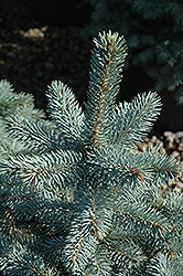 Baby Blue Eyes Spruce (Picea pungens 'Baby Blue Eyes') at Creekside Home & Garden