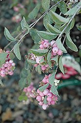 Amethyst Coralberry (Symphoricarpos x doorenbosii 'Kordes') at Creekside Home & Garden