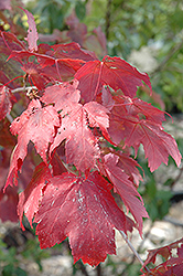 Scarlet Jewel Red Maple (Acer rubrum 'Bailcraig') at Creekside Home & Garden