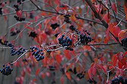 Nannyberry (Viburnum lentago) at Creekside Home & Garden