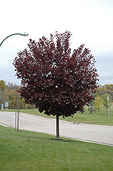 Canada Red Select Chokecherry (Prunus virginiana 'Canada Red Select') at Creekside Home & Garden