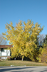 Kenora Silver Maple (Acer saccharinum 'Kenora') at Creekside Home & Garden