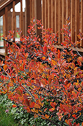 Autumn Magic Black Chokeberry (Aronia melanocarpa 'Autumn Magic') at Creekside Home & Garden