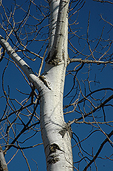 Trembling Aspen (Populus tremuloides) at Creekside Home & Garden