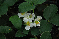 Honeoye Strawberry (Fragaria 'Honeoye') at Creekside Home & Garden