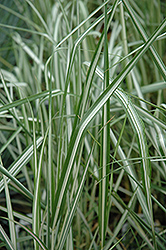 Avalanche Reed Grass (Calamagrostis x acutiflora 'Avalanche') at Creekside Home & Garden