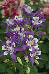 Winky Blue And White Columbine (Aquilegia 'Winky Blue And White') at Creekside Home & Garden