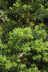 Hicks Yew (Taxus x media 'Hicksii') at Creekside Home & Garden