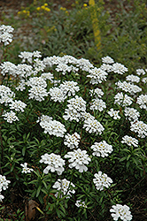 Purity Candytuft (Iberis sempervirens 'Purity') at Creekside Home & Garden