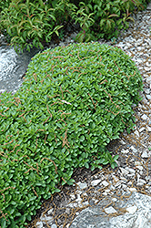 Dwarf Oregano (Origanum vulgare 'Compactum') at Creekside Home & Garden