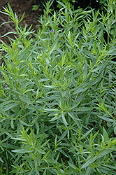 French Tarragon (Artemisia dracunculus 'Sativa') at Creekside Home & Garden