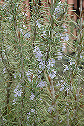 Arp Rosemary (Rosmarinus officinalis 'Arp') at Creekside Home & Garden