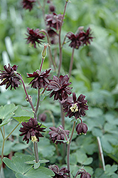 Black Barlow Columbine (Aquilegia vulgaris 'Black Barlow') at Creekside Home & Garden