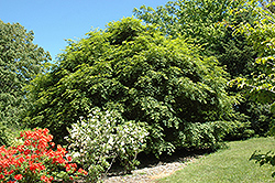 Korean Maple (Acer pseudosieboldianum) at Creekside Home & Garden