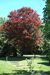 Purple-Leaf Japanese Maple (Acer palmatum 'Atropurpureum') at Creekside Home & Garden