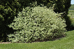 Silver and Gold Dogwood (Cornus sericea 'Silver and Gold') at Creekside Home & Garden