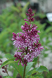Royalty Lilac (Syringa x prestoniae 'Royalty') at Creekside Home & Garden