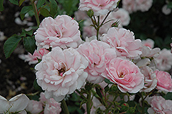 Bonica Rose (Rosa 'Meidomonac') at Creekside Home & Garden