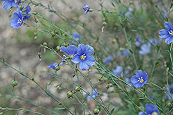 Sapphire Perennial Flax (Linum perenne 'Sapphire') at Creekside Home & Garden