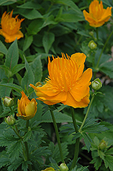 Golden Queen Globeflower (Trollius chinensis 'Golden Queen') at Creekside Home & Garden