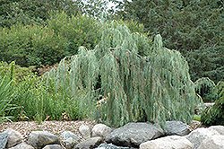 Tolleson's Weeping Juniper (Juniperus scopulorum 'Tolleson's Weeping') at Creekside Home & Garden