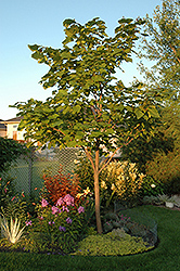 Chinese Catalpa (Catalpa ovata) at Creekside Home & Garden