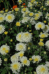 Morden Cameo Chrysanthemum (Chrysanthemum 'Morden Cameo') at Creekside Home & Garden
