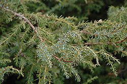 Common Juniper (Juniperus communis) at Creekside Home & Garden