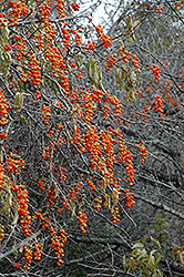 American Bittersweet (Celastrus scandens) at Creekside Home & Garden