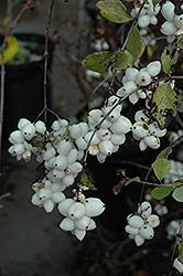 Snowberry (Symphoricarpos albus) at Creekside Home & Garden
