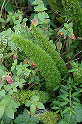 Asparagus Fern (Asparagus densiflorus) at Creekside Home & Garden