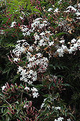 Climbing Jasmine (Jasminum polyanthum) at Creekside Home & Garden