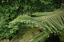 Norfolk Island Pine (Araucaria heterophylla) at Creekside Home & Garden