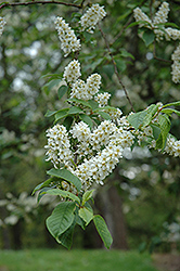 Mayday (Prunus padus) at Creekside Home & Garden