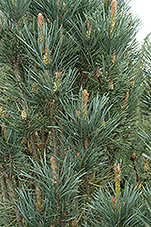 Scotch Sentinel Pine (Pinus sylvestris 'Fastigiata') at Creekside Home & Garden