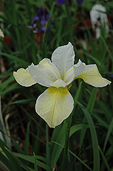 Butter And Sugar Siberian Iris (Iris sibirica 'Butter And Sugar') at Creekside Home & Garden