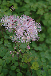 Meadow Rue (Thalictrum aquilegiifolium) at Creekside Home & Garden