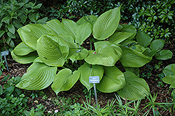 Sum and Substance Hosta (Hosta 'Sum and Substance') at Creekside Home & Garden