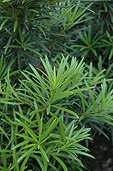 Japanese Yew (Podocarpus macrophyllus) at Creekside Home & Garden