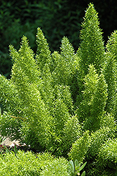 Foxtail Fern (Asparagus meyeri) at Creekside Home & Garden